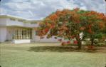 <span class="caption-caption">Poinciana trees, Barcaldine</span>, c1960s. <br />Slide, collection of <span class="caption-contributor">Gladys Hartland</span>.