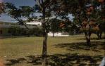 <span class="caption-caption">Poinciana trees, Barcaldine</span>, c1960s. <br />Slide, collection of <span class="caption-contributor">Gladys Hartland</span>.