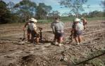 <span class="caption-caption">A gang working on sugar cane tram tracks, near Childers</span>, 1976. <br />Slide, collection of <span class="caption-contributor">George Moller</span>.