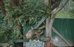 <span class="caption-caption">Koalas at David Fleays, Burleigh Heads</span>, 1957. <br />Slide, collection of <span class="caption-contributor">Heatherbell Mellor</span>.