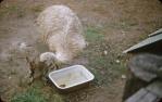 <span class="caption-caption">Rock wallaby and rare white emu, at David Fleays, Burleigh Heads</span>, 1957. <br />Slide, collection of <span class="caption-contributor">Heatherbell Mellor</span>.