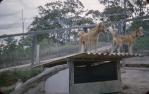 <span class="caption-caption">Dingos at David Fleays, Burleigh Heads</span>, 1957. <br />Slide, collection of <span class="caption-contributor">Heatherbell Mellor</span>.