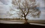 <span class="caption-caption">Looking towards Shorncliffe</span>, 1981. <br />Slide, collection of <span class="caption-contributor">John Boult</span>.
