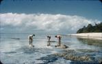 <span class="caption-caption">Coral reef north Queensland</span>, 1960. <br />Slide, collection of <span class="caption-contributor">John Boult</span>.