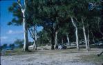 <span class="caption-caption">Noosa National Park Picnic area</span>, 1966. <br />Slide, collection of <span class="caption-contributor">John Boult</span>.