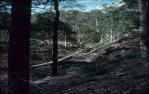 <span class="caption-caption">Robinson Gorge,  Expedition National Park near Taroom</span>, 1981. <br />Slide, collection of <span class="caption-contributor">John Boult</span>.