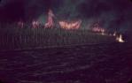 <span class="caption-caption">Cane fire, Bundaberg</span>, 1965. <br />Slide, collection of <span class="caption-contributor">Judith Hodgkinson</span>.