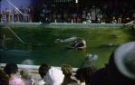 <span class="caption-caption">Saltwater pools, Coolangatta</span>, 1960. <br />Slide, collection of <span class="caption-contributor">John Hampson</span>.