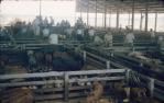<span class="caption-caption">Pig sale in progress, Kingaroy</span>, c1950s. <br />Slide, collection of <span class="caption-contributor">John Thun</span>.
