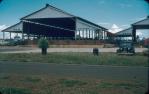 <span class="caption-caption">Saleyards, Kingaroy (since demolished)</span>, c1950s. <br />Slide, collection of <span class="caption-contributor">John Thun</span>.