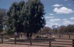 <span class="caption-caption">Sheep at CSIRO research station near Cunnamulla</span>, c1960s. <br />Slide, collection of <span class="caption-contributor">John Thun</span>.