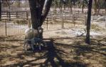 <span class="caption-caption">Twin lambs at CSIRO research station near Cunnamulla</span>, c1960s. <br />Slide, collection of <span class="caption-contributor">John Thun</span>.