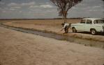 <span class="caption-caption">Catching shrimps in a bore drain near Cunnamulla</span>, c1960s. <br />Slide, collection of <span class="caption-contributor">John Thun</span>.