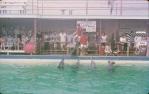 <span class="caption-caption">Jack Evans porpoise pool, Coolangatta</span>, 1966. <br />Slide, collection of <span class="caption-contributor">John Thun</span>.