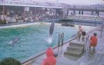 <span class="caption-caption">Jack Evans porpoise pool, Coolangatta</span>, 1966. <br />Slide, collection of <span class="caption-contributor">John Thun</span>.