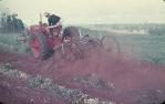 <span class="caption-caption">Windrowing navy beans, Kingaroy Shire</span>, c1956. <br />Slide, collection of <span class="caption-contributor">John Thun</span>.