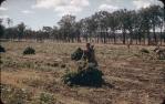 <span class="caption-caption">Building peanut stooks, Durong</span>, c1956. <br />Slide, collection of <span class="caption-contributor">John Thun</span>.