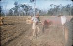 <span class="caption-caption">Baling peanut hay stook to stook, Kingaroy Shire</span>, c1956. <br />Slide, collection of <span class="caption-contributor">John Thun</span>.
