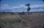 <span class="caption-caption">Majestic Brigalow plough, Kingaroy Shire</span>, c1955. <br />Slide, collection of <span class="caption-contributor">John Thun</span>.
