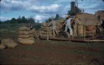 <span class="caption-caption">Stook to stook peanut harvesting, Kingaroy Shire</span>, c1956. <br />Slide, collection of <span class="caption-contributor">John Thun</span>.