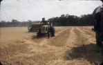 <span class="caption-caption">Havesting oats at Douglas, Kingaroy Shire</span>, c1955. <br />Slide, collection of <span class="caption-contributor">John Thun</span>.