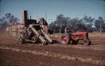 <span class="caption-caption">Thrashing peanuts from Windrow (sun dried), Kingaroy Shire</span>, c1958. <br />Slide, collection of <span class="caption-contributor">John Thun</span>.