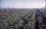<span class="caption-caption">Stooking peanuts, Durong</span>, c1955. <br />Slide, collection of <span class="caption-contributor">John Thun</span>.