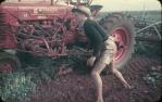 <span class="caption-caption">Cutting navy beans, Kingaroy Shire</span>, c1958. <br />Slide, collection of <span class="caption-contributor">John Thun</span>.