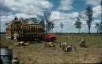<span class="caption-caption">Loading peanut bags, Kingaroy Shire</span>, 1956. <br />Slide, collection of <span class="caption-contributor">John Thun</span>.