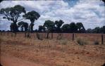<span class="caption-caption">Bottle trees, Boondoomba</span>, c1955. <br />Slide, collection of <span class="caption-contributor">John Thun</span>.