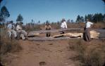 <span class="caption-caption">Drought feeding bottle trees to cattle, Monogorilby</span>, c1955. <br />Slide, collection of <span class="caption-contributor">John Thun</span>.