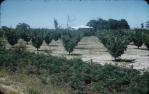 <span class="caption-caption">Apple orchard, Stanthorpe</span>, c1955. <br />Slide, collection of <span class="caption-contributor">John Thun</span>.