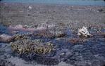 <span class="caption-caption">Coral on Green Island at low tide</span>, c1958. <br />Slide, collection of <span class="caption-contributor">John Thun</span>.