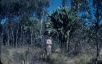 <span class="caption-caption">Prickly pear tree, Moura</span>, 1956. <br />Slide, collection of <span class="caption-contributor">John Thun</span>.