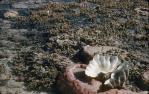 <span class="caption-caption">Green Island coral low tide</span>, c1958. <br />Slide, collection of <span class="caption-contributor">John Thun</span>.