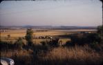 <span class="caption-caption">Darling Downs</span>, c1958. <br />Slide, collection of <span class="caption-contributor">John Thun</span>.