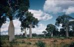 <span class="caption-caption">Bottle trees, Boondoomba</span>, c1959. <br />Slide, collection of <span class="caption-contributor">John Thun</span>.