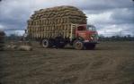 <span class="caption-caption">Load of peanuts for Kingaroy silos</span>, c1955. <br />Slide, collection of <span class="caption-contributor">John Thun</span>.