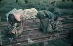<span class="caption-caption">Hand shearing sheep, Kemsdale Cattle Station (17,000 acres), near Jandowae</span>, 1956. <br />Slide, collection of <span class="caption-contributor">John Thun</span>.