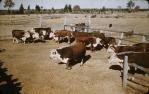 <span class="caption-caption">Junior farmers inspecting "Breeding Bulls", Kemsdale Cattle Station (17,000 acres), near Jandowae</span>, 1956. <br />Slide, collection of <span class="caption-contributor">John Thun</span>.