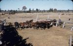 <span class="caption-caption">Station horses, Kemsdale Cattle Station (17,000 acres), near Jandowae</span>, 1956. <br />Slide, collection of <span class="caption-contributor">John Thun</span>.
