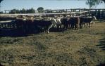 <span class="caption-caption">Weaners, Kemsdale Cattle Station (17,000 acres), near Jandowae</span>, 1956. <br />Slide, collection of <span class="caption-contributor">John Thun</span>.