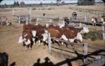 <span class="caption-caption">Breeders, Kemsdale Cattle Station (17,000 acres), near Jandowae</span>, 1956. <br />Slide, collection of <span class="caption-contributor">John Thun</span>.