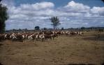 <span class="caption-caption">500 Weaners, Kemsdale Cattle Station (17,000 acres), near Jandowae</span>, 1956. <br />Slide, collection of <span class="caption-contributor">John Thun</span>.
