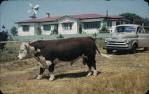<span class="caption-caption">"Kemsdale" homestead, note snake proof fence and 32v wind charger, Kemsdale Cattle Station (17,000 acres), near Jandowae</span>, 1956. <br />Slide, collection of <span class="caption-contributor">John Thun</span>.