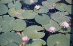 <span class="caption-caption">Water-lilies Barambah Creek, Murgon District</span>, c1958. <br />Slide, collection of <span class="caption-contributor">John Thun</span>.