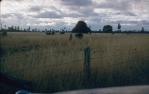 <span class="caption-caption">Kangaroo on the road with cattle looking on, Durong</span>, c1955. <br />Slide, collection of <span class="caption-contributor">John Thun</span>.