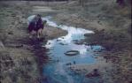 <span class="caption-caption">Sand troughs for watering cattle, Durong</span>, c1958. <br />Slide, collection of <span class="caption-contributor">John Thun</span>.