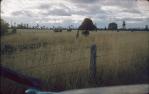 <span class="caption-caption">Kangaroo on the road with cattle looking on, Durong</span>, c1955. <br />Slide, collection of <span class="caption-contributor">John Thun</span>.