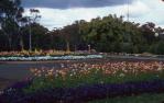 <span class="caption-caption">One of the city parks during the Festival of Flowers, Toowoomba</span>, 1982. <br />Slide, collection of <span class="caption-contributor">John Zwar</span>.